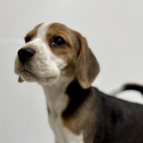 ビーグル