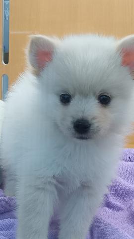 MIXポメラニアン×ポンスキー(ポメラニアン×ハスキー)