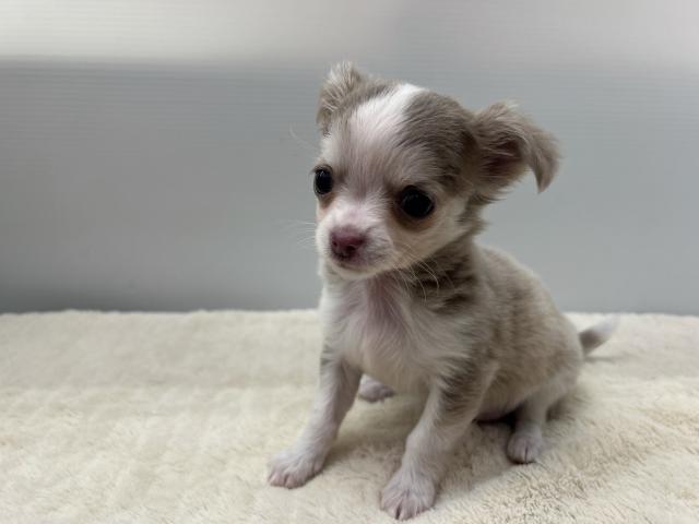 チワワ(ロングコート)