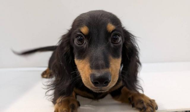 ミニチュアダックスフンド子犬