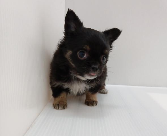 チワワ(ロングコート)子犬