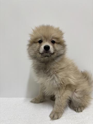 ポメラニアン