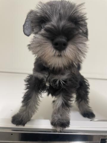 ミニチュアシュナウザー