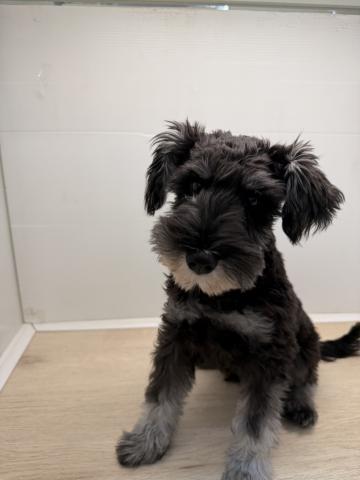 ミニチュアシュナウザー