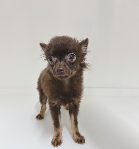 MIX(チワワ×(ポメラニアン×チワワ))