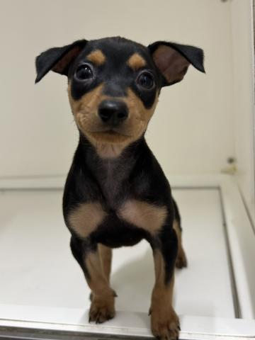 ミニチュアピンシャー