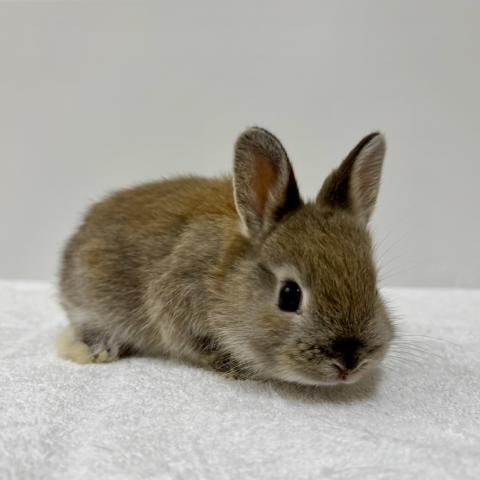 ネザーランドドワーフ