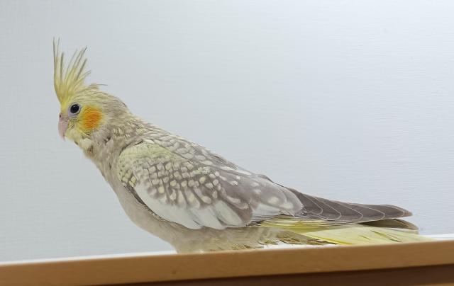 オカメインコ