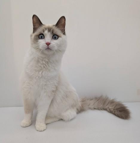 ラグドール子猫