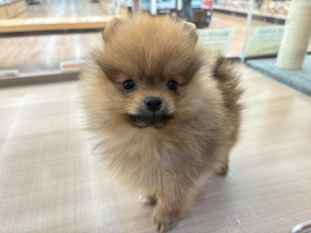 ポメラニアン