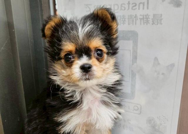 MIXチワヨーキー