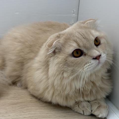 スコティッシュフォールド