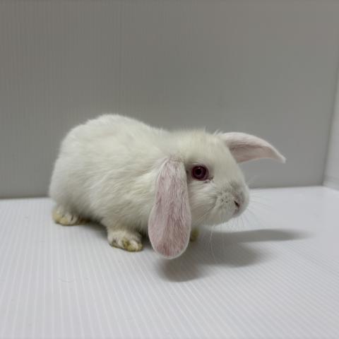 ホーランドロップ