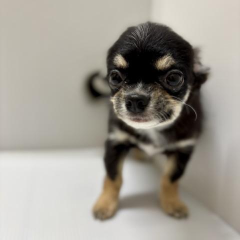 チワワ(ロングコート)