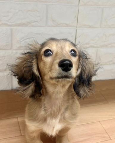 ミニチュアダックスフンド