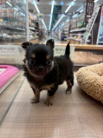 チワワ(ロングコート)