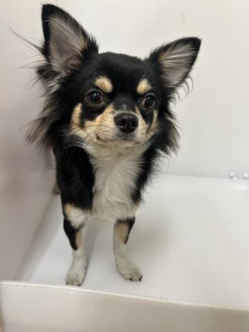 チワワ(ロングコート)