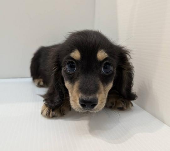 ミニチュアダックスフンド子犬
