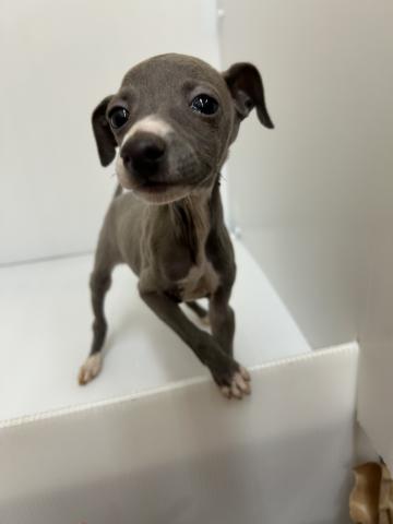 イタリアングレーハウンド