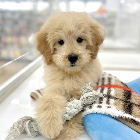 MIXスタンダードプードル×ゴールデンレトリバー