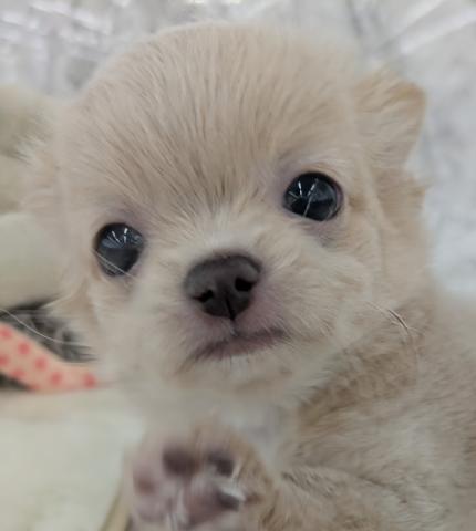 チワワ(ロングコート)