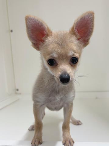 MIX(ポメラニアン×チワワ)