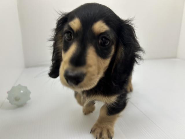 ミニチュアダックスフンド