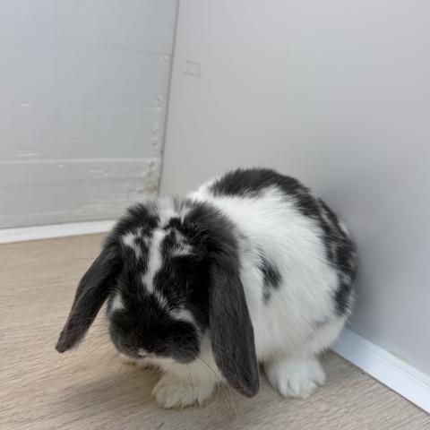 ホーランドロップ