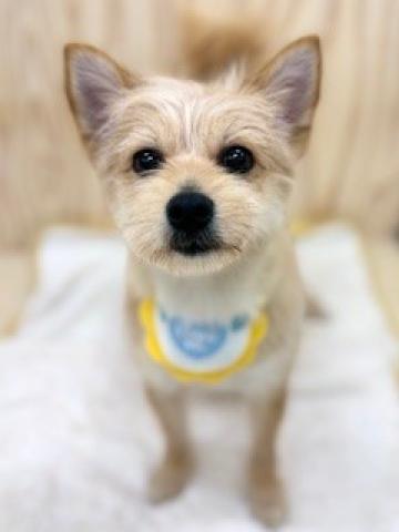 ハーフ(チワワ×ヨークシャテリア)