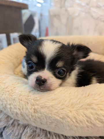 チワワ(ロングコート)