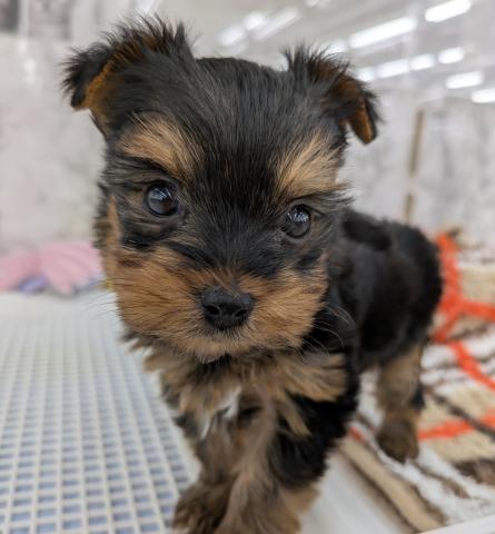 ヨークシャーテリア