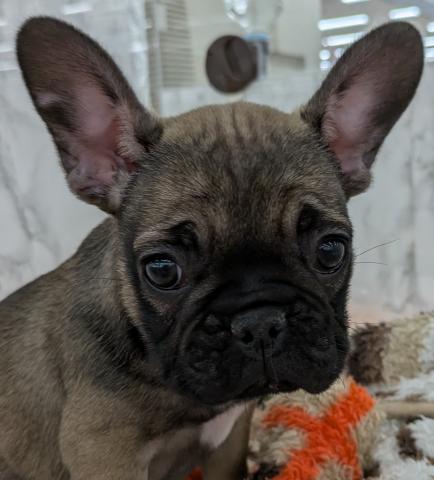 フレンチブルドッグ