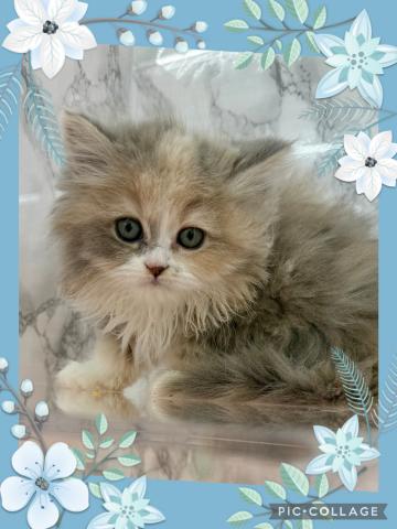 アメリカンカール