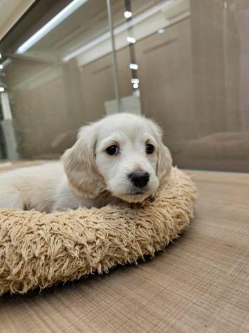 ミニチュアダックスフンド