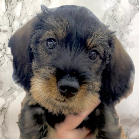 ミニチュアダックスフンド(ワイヤー)