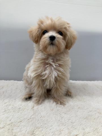 MIXマルチーズ×トイプードル