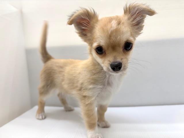 チワワ(ロングコート)