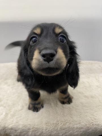 ミニチュアダックスフンド