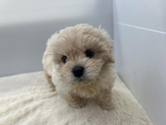 MIXぺキニーズ×トイプードル