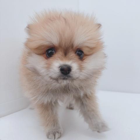 ポメラニアン