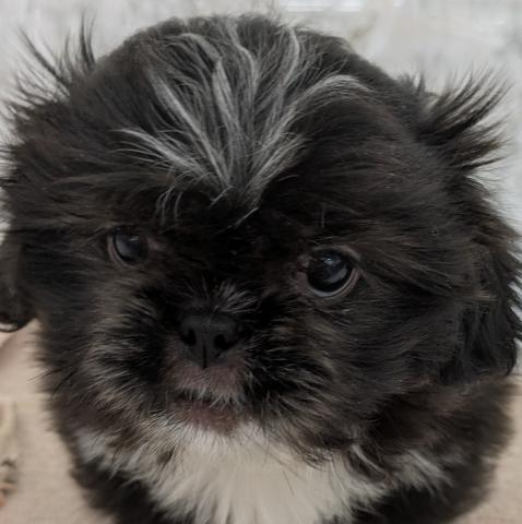 MIXペキニーズ×シー・ズー