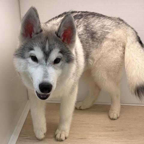 シベリアンハスキー