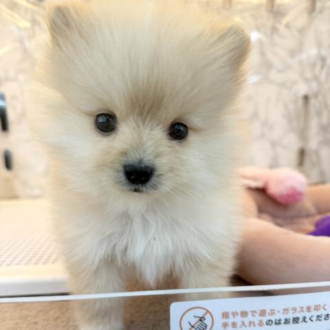 ポメラニアン
