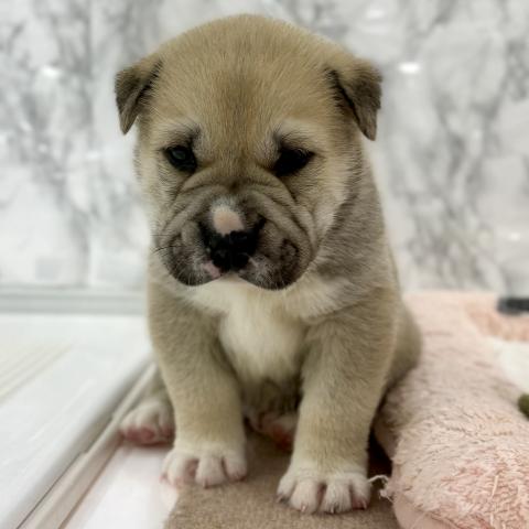 シャーペイ×シベリアンハスキー