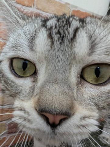 アメリカンショートヘアー