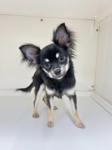 チワワ(ロングコート)