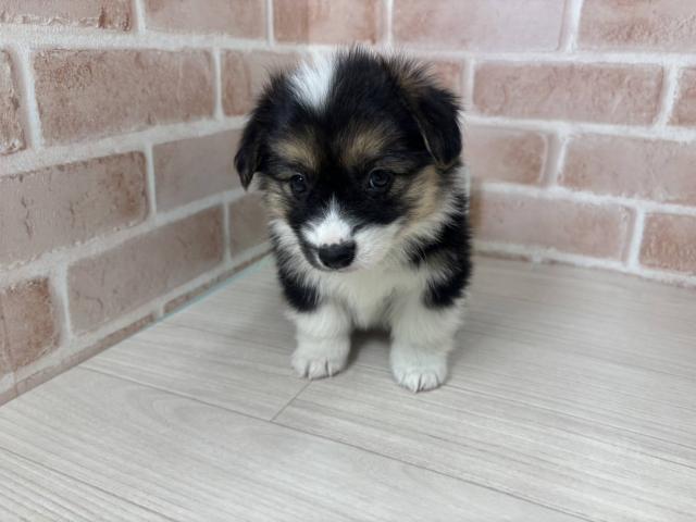 ウェルシュコーギーペンブローク