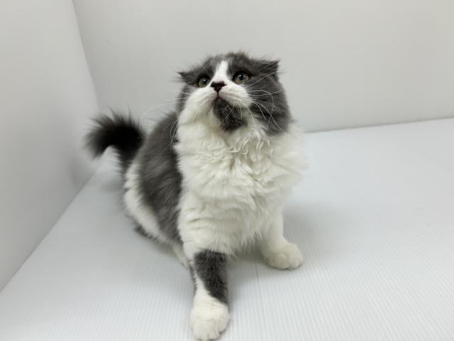 スコティッシュフォールド