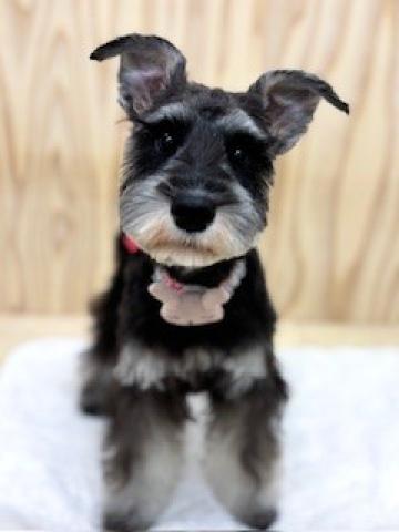 ミニチュアシュナウザー