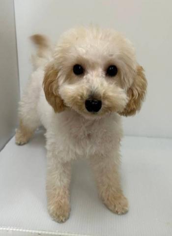 トイプードル